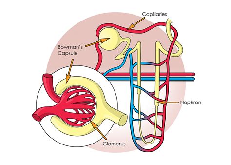 slmillustration - Functions of the Kidneys