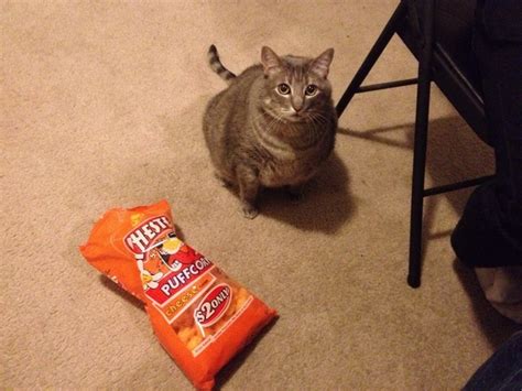 No kitty those are MY cheesy poofs - Meme Guy