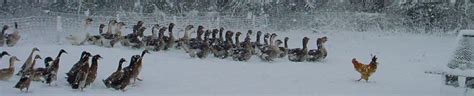 Lion Head or “African” Geese