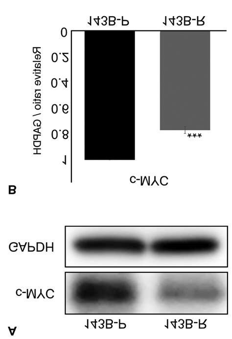 c-MYC expression. (A) Expression of c-MYC in 143B-P and 143B-R cells ...