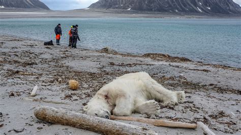 Polar bear shot dead after attacking person on Svalbard – Eye on the Arctic