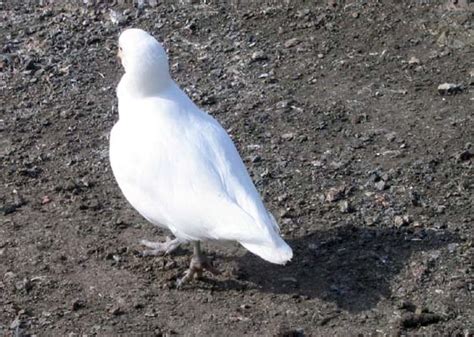 Antarctic Birds