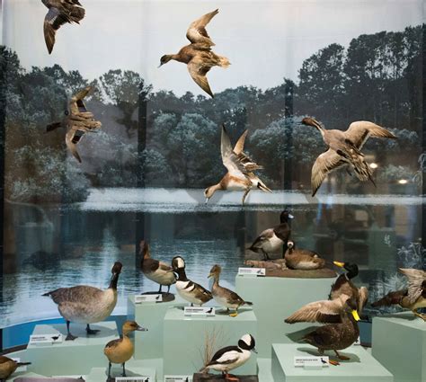 Bunting Natural History Gallery Exhibit | Charleston Museum | Charleston, SC