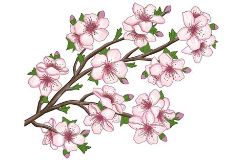 Cherry Blossom Tree Drawing Step By Step