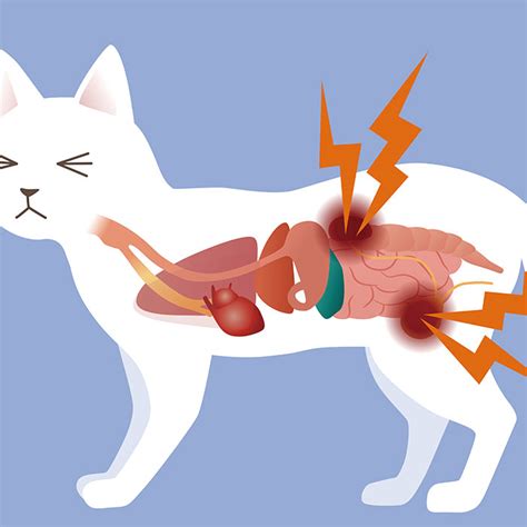 Urinary tract infection (UTI) in cats