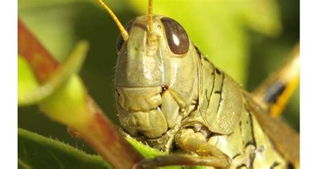 The 10 Largest Grasshoppers In The World - A-Z Animals