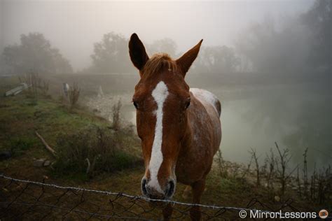 Gallery of Nikon Z7 Sample Images (RAW & SOOC JPGs) - Mirrorless Comparison