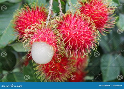 Tropical Fruit, Rambutan On Tree Royalty Free Stock Photos - Image: 34694638