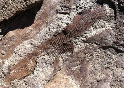 Misc. Permian-Carboniferous Period fossils