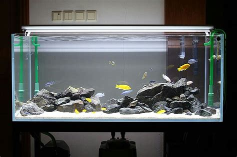 Cichlid aquarium | Fish aquarium decorations, Aquarium fish tank, Cichlid aquarium