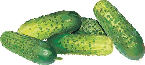 Cucumber PNG Image - PurePNG | Free transparent CC0 PNG Image Library