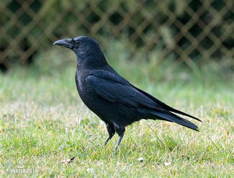 欧路词典|英汉-汉英词典 Carrion crow是