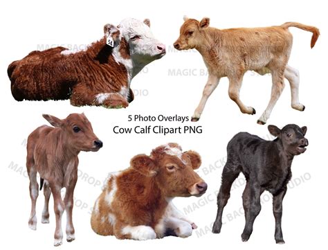 Baby Cow Calf PNG Bundle Cows Farm Animals Clip Art Overlay Photoshop ...