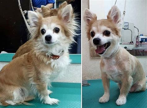 Long-Haired Chihuahua Haircut | Chihuahua dogs clothes, Long haired chihuahua, Dog haircuts