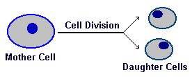 Teacher's Study Guide for Lesson One Cell Division and Genetics