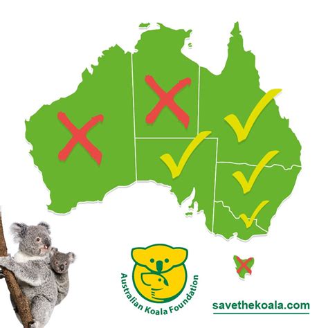 The Koala - Endangered or Not? - Australian Koala Foundation (2022)