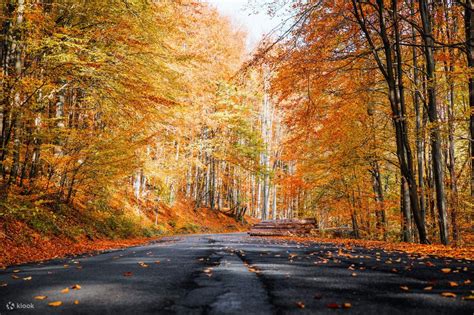 Jeju Autumn Foliage Day Tour - Klook