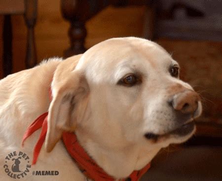 Guilty Dog GIFs - Find & Share on GIPHY