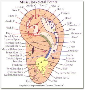 Ear chart to map acupuncture points and organs (auriculotherapy)