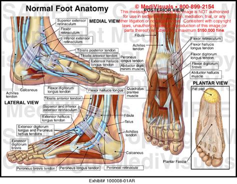 MediVisuals Normal Foot Anatomy Exhibits