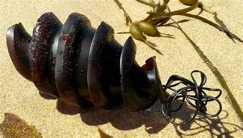 Chingum — Discover Curiosities: The spiral-flanged egg case of a Horn Shark