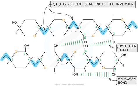 CIE A Level Biology复习笔记2.2.6 Cellulose-翰林国际教育