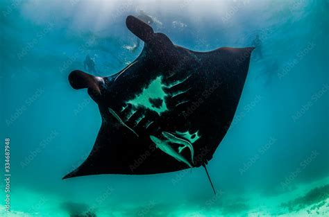 Manta ray swimming in the wild with snorkelers observing and swimming ...