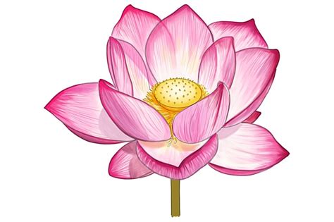 How to Draw a Lotus Flower - Create Your Own Lotus Sketch (2022)