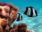 Escape responses of coral reef fish obey simple behavioral rules | NSF - National Science Foundation