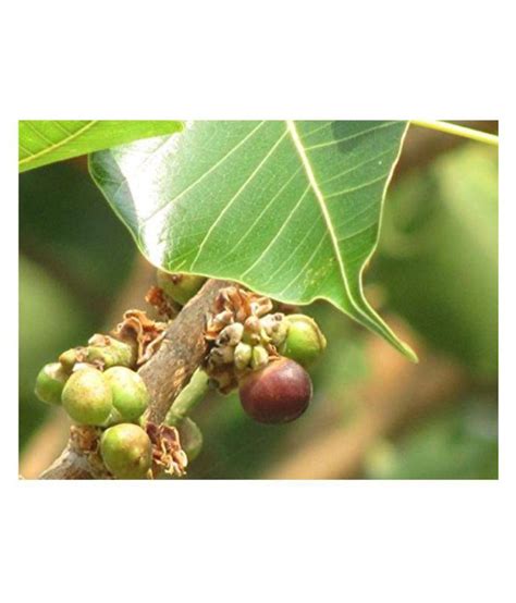 Buy PE - Peepal Tree Fruit Powder Sacred Fig Raavi 100 g (Loose Packed) Online at Best Price in ...