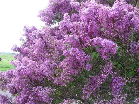 Lilacs in Bloom Craft Supplies & Tools Nail Art Jewelry & Beauty etna.com.pe