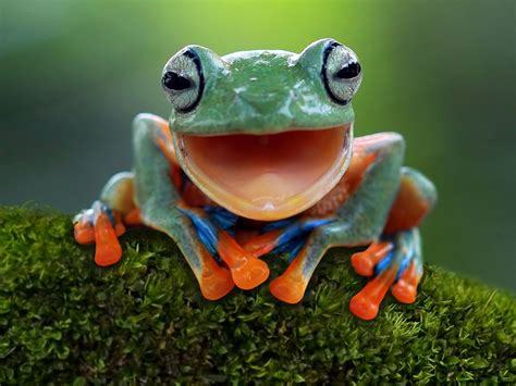 What’s the Difference Between a Frog and a Toad? | Britannica