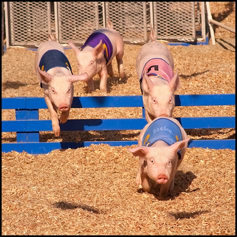 Pig Race at the Orange County Fair | Pig races at the county… | Flickr