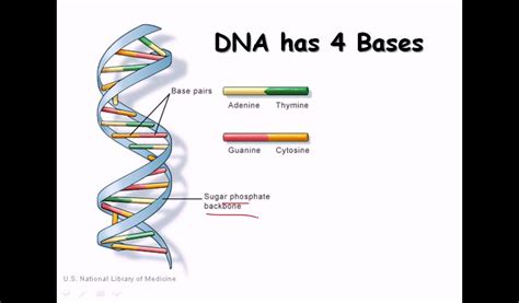 14. DNA strand (structure and function) - YouTube