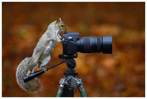 Animals Getting Comfortable With Camera Gear | Bored Panda