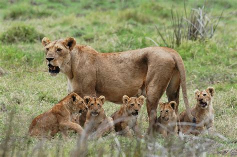 Mikumi National Park - Tanzania Parks Adventure