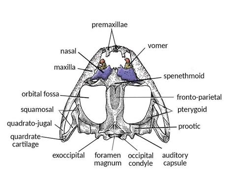 Dicondylic skull is present in(a) Amphibians(b) Reptiles(c) Birds(d ...