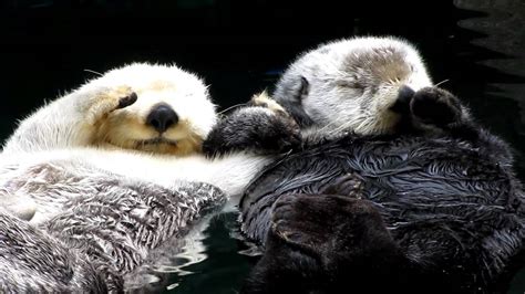 Otters Holding Hands