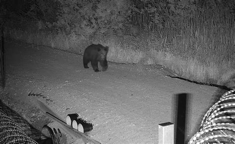 Bear attacks Lithuanian border fence before swimming away in river ...