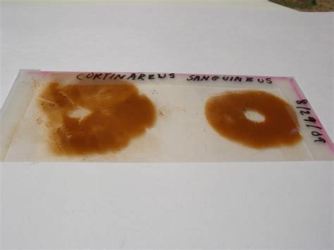 Photos of spore prints - Mushroom Hunting and Identification - Shroomery Message Board