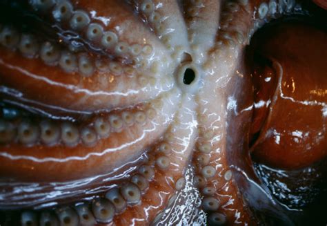 Octopus Mouth Stock Photos, Pictures & Royalty-Free Images - iStock