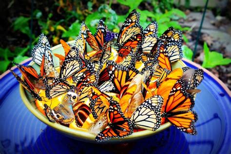 How to Attract Butterflies: Butterfly Garden Design Ideas