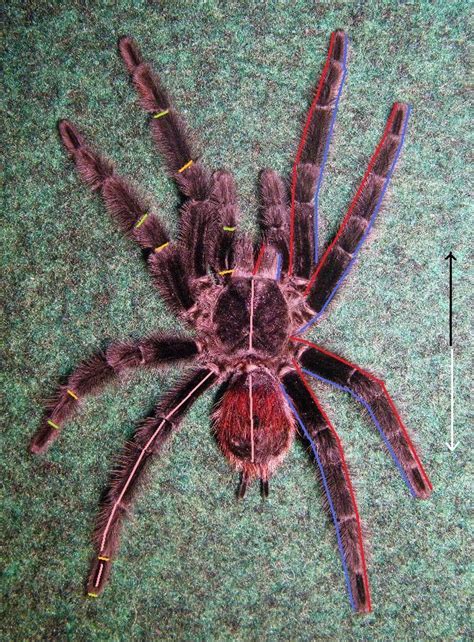 A slightly in-depth guide to tarantula anatomy and taxonomic terms | Tarantula Forum