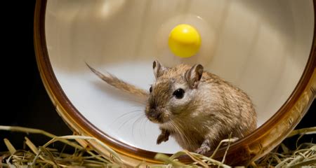 Gerbil Behavior and Instincts: Common Natural Behaviors, Bonding, Sounds, Signs of Stress | PetCoach