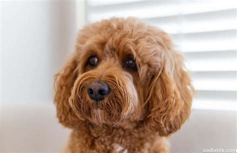 Cavapoo Generations Compared: F1 Vs F1b Vs F2 Cavapoos - Oodle Life