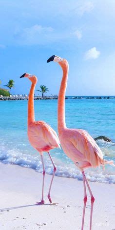 28 ideas de Flamingos | fondo de pantalla de flamingo, flamingos, flamingo