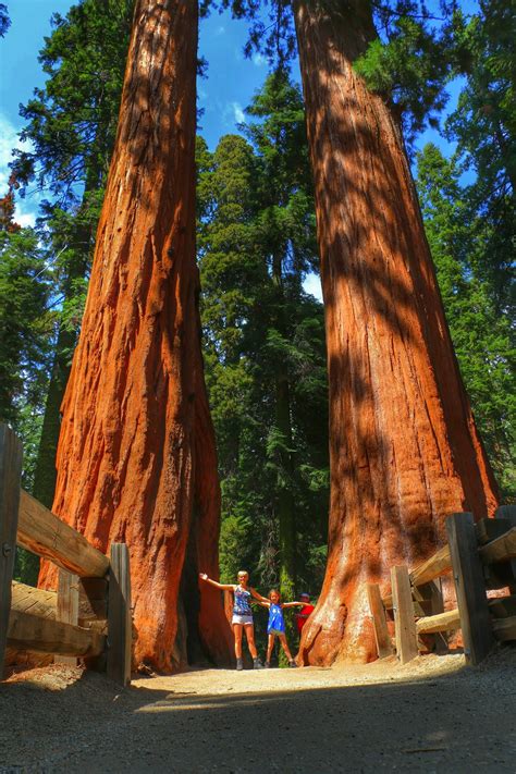 Sequoia & Kings Canyon National Parks - Frederik Maesen