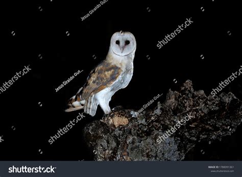 7,245 Owl Hunting At Night Images, Stock Photos, 3D objects, & Vectors ...