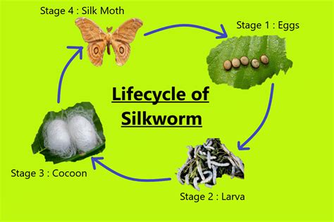 Silkworm Production Of Silk