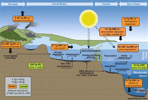 Most Photosynthesis in the Open Sea Occurs in the - Julia-has-Daniel